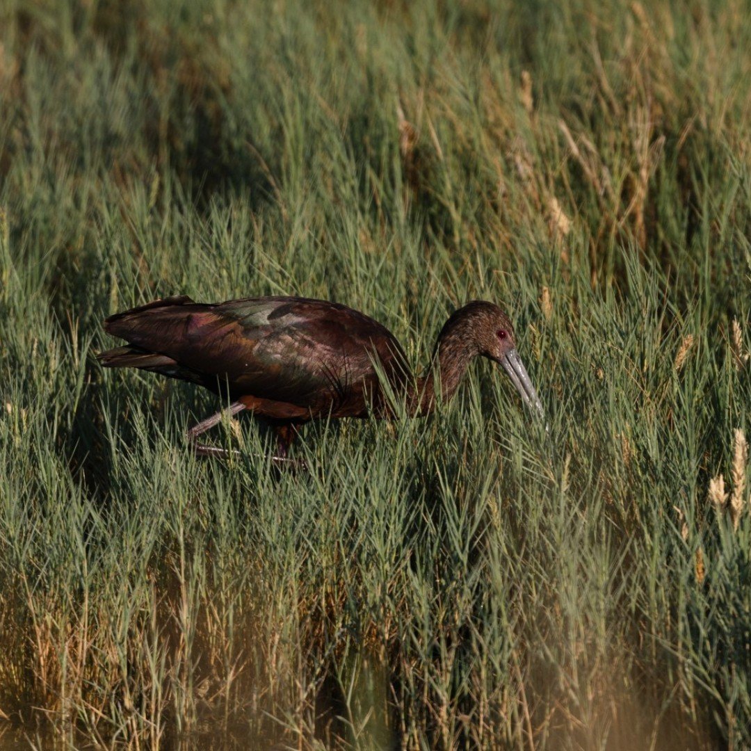 This year, our Intermountain West Shorebird Surveyors will be including White-faced Ibis in their counts!

But&hellip; White-faced Ibis aren&rsquo;t shorebirds? Right?

Right! Though they display similar foraging behaviors and share many habitats wit