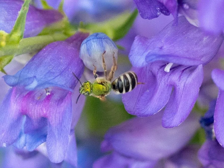 Celebrating Pollinators &amp; Pride!