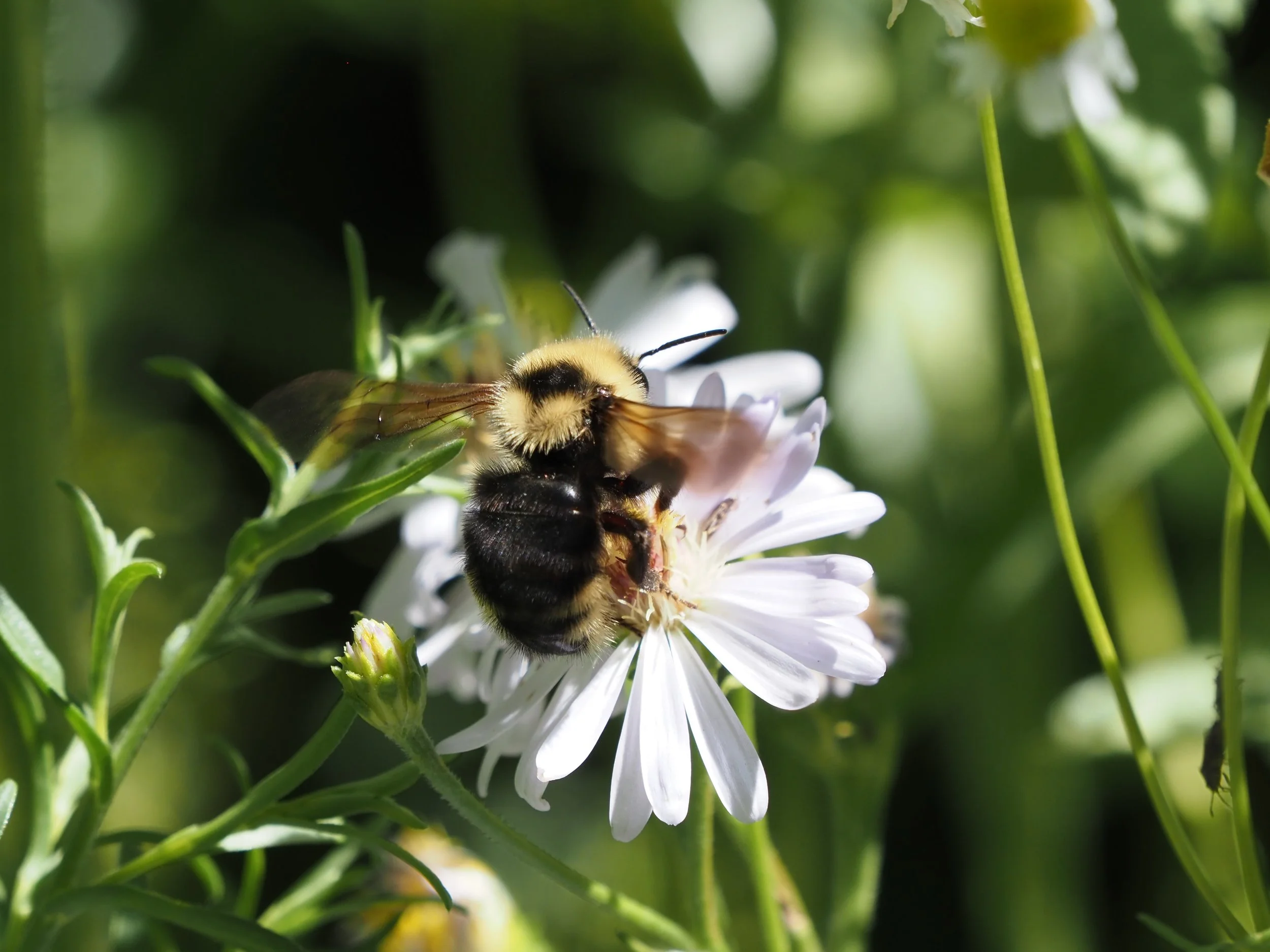 The Unique Lives of Cuckoo Bees