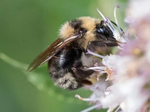 Indiscriminate cuckoo bumble bee by Connie Misket