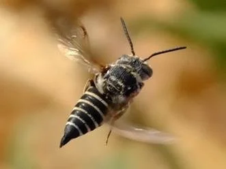 Sharptail bees (Coelioxys sp.) by Klaus Bielefeldt
