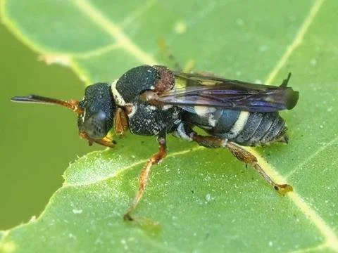 Two-banded cellophane cuckoo bee (Epeolus bifasciatus) by Amanda Barth