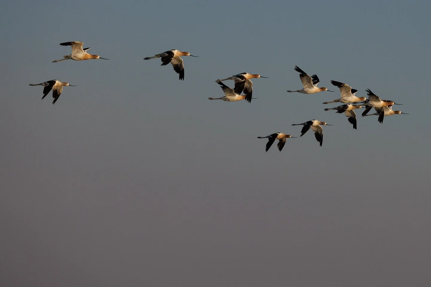 Thank you, veterans! 🇺🇸

We&rsquo;re proud to honor the individuals who have served our country &ndash; thank you for your outstanding contributions and for the ways that you continue to show up in our community. 

🧡

Photo features a flock of Ame