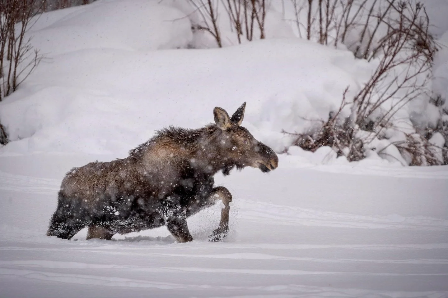 Happy December! 🫎❄️

What a year it has been! Time has absolutely flown by, and we could not be more grateful for the contributions of our community in helping us achieve our ambitious goals for wildlife and land conservation.

As we make like a bum