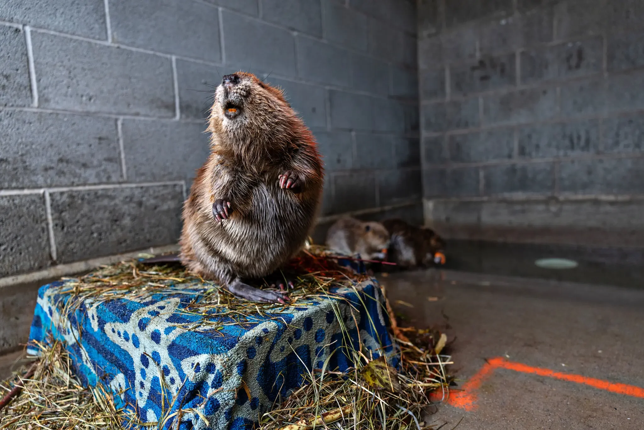 These Utah Beavers Are Moving. They’ll Get New Jobs and More Space.