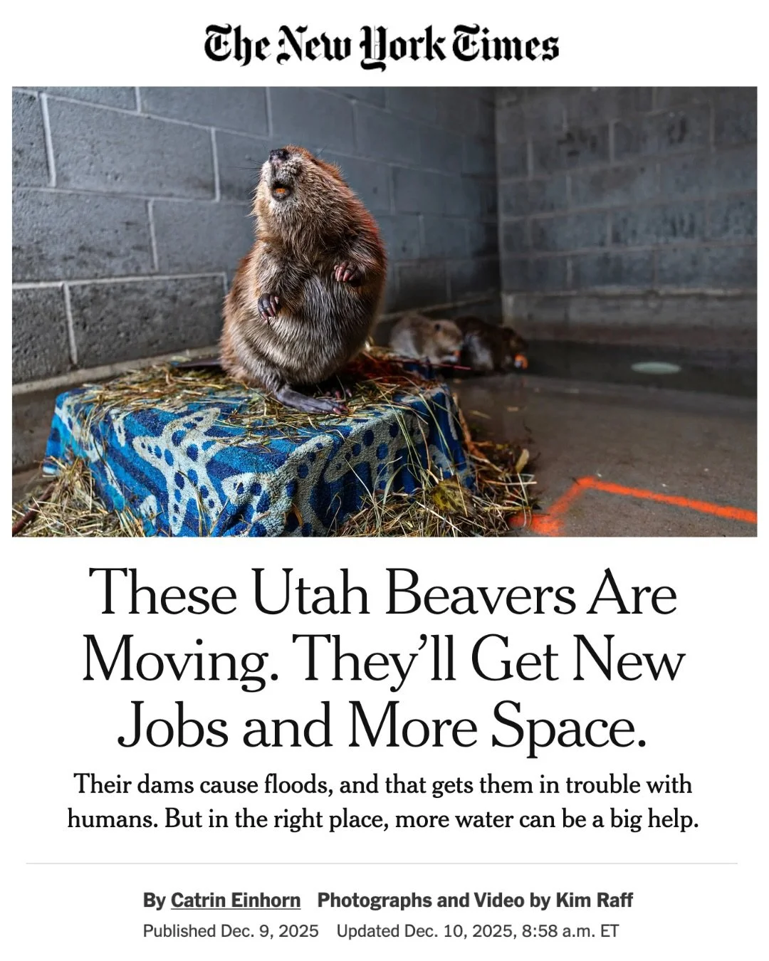 @sagelandcollab is honored to collaborate with partners at Utah State University&rsquo;s @beaverbunkhouse and @utahdwr to encourage beaver coexistence methods and education. 🦫

This recent @nytimes article highlights the important ecological role of