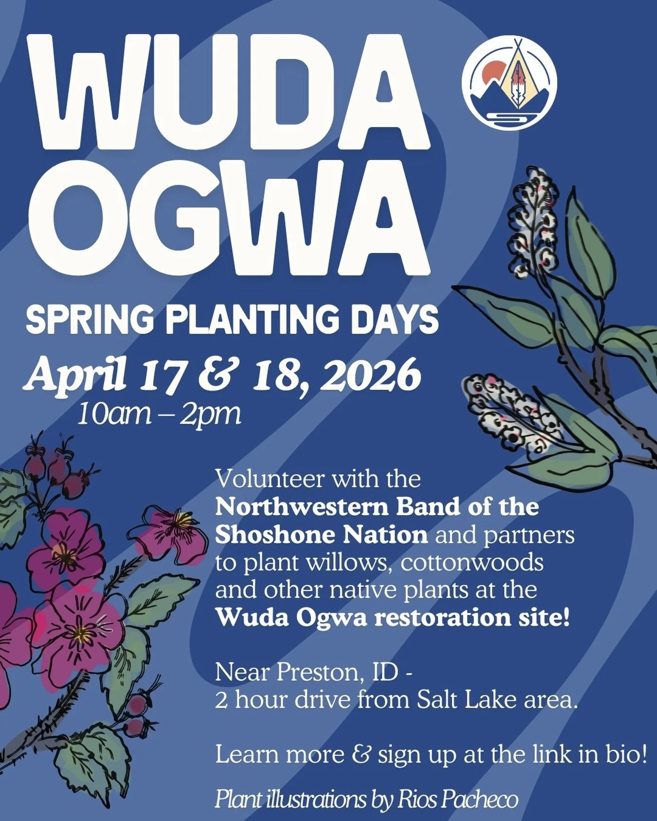The Northwestern Band of the Shoshone Nation is looking for volunteers to join them for their Spring Planting Days at the Wuda Ogwa restoration site this April!

Join the tribe and partners to plant willows, cottonwoods, and other native plants to re