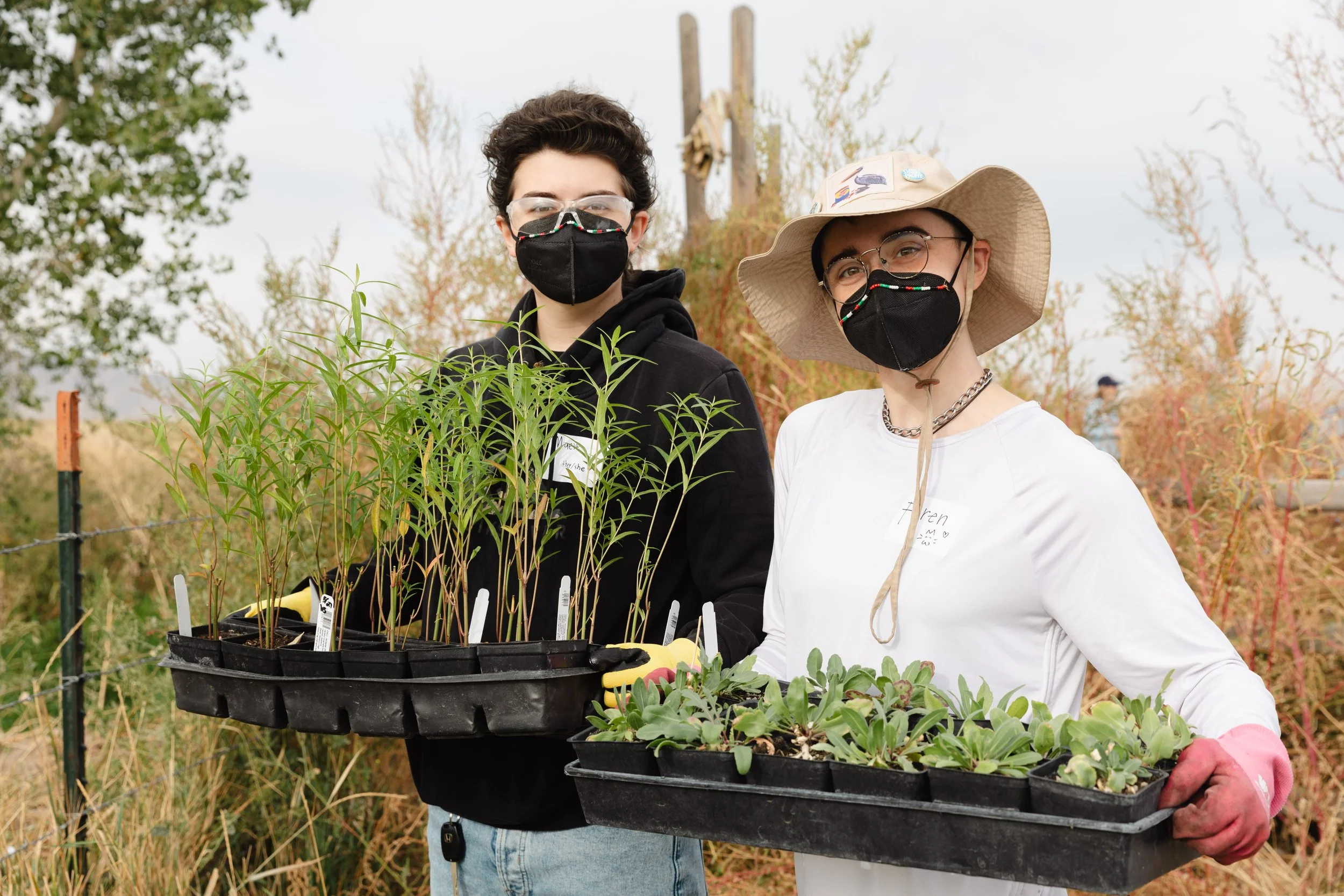 Native Plants &amp; Pollinators