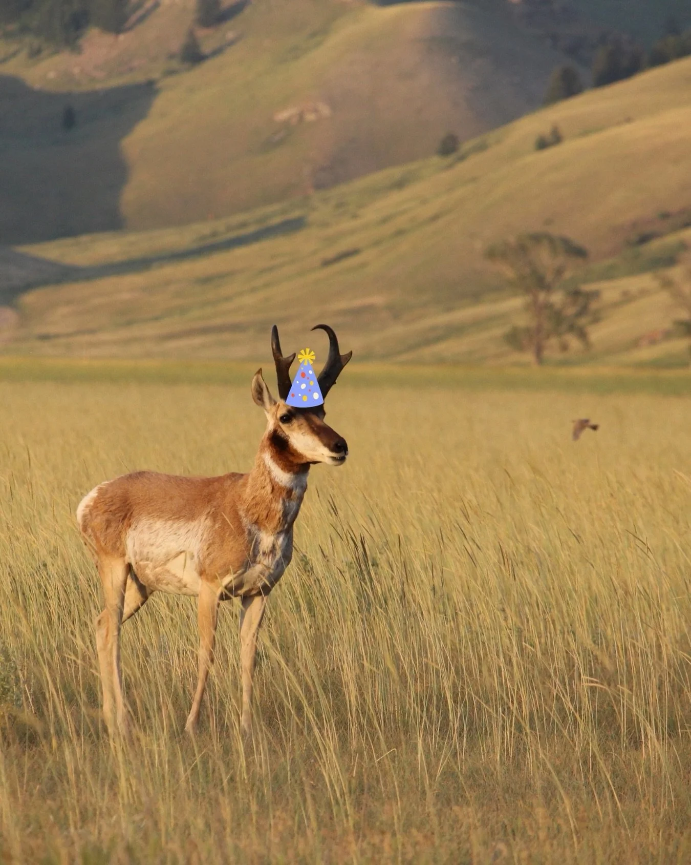 This year marks Sageland Collaborative&rsquo;s 30th anniversary! 🎉

We&rsquo;ve gone through some changes (hello, rebrand!) and we&rsquo;ve experienced the highs and lows that go hand-in-hand with working in conservation.

But what truly grounds us 