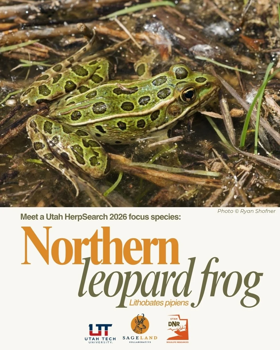 Happy World Frog Day! 🐸

Today, we&rsquo;re highlighting one of our 2026 Utah HerpSearch focus species &ndash; the northern leopard frog (Lithobates pipiens).

Swipe through to learn about the status of this species in Utah, their habitat, and how t