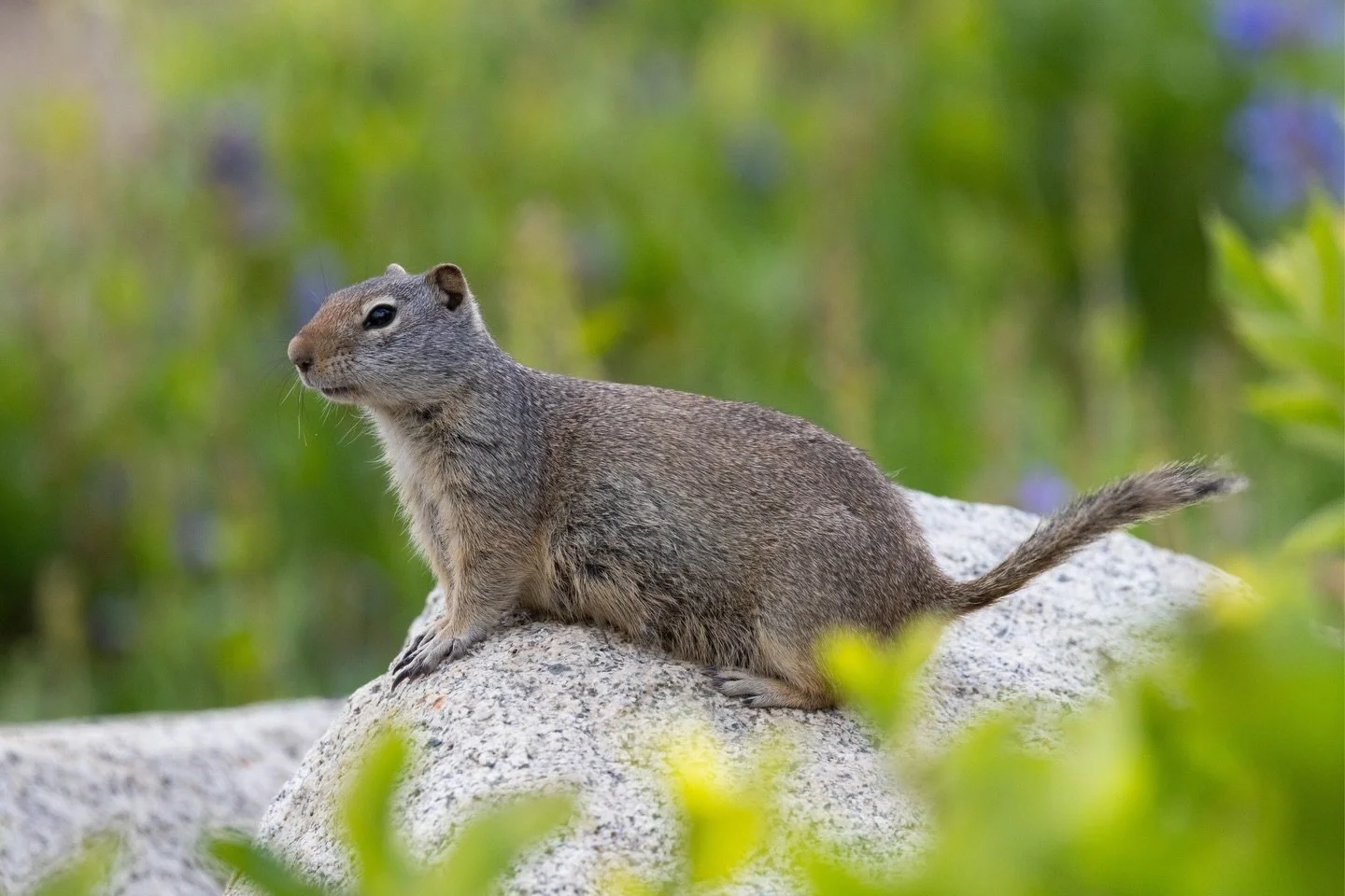 Happy April!

Here in Utah, April is off to a wet start, bringing us some much needed precipitation! This weather won&rsquo;t bring us down, though, as we&rsquo;re fully in the field season mindset! This month, we&rsquo;ll be looking for frogs, scann