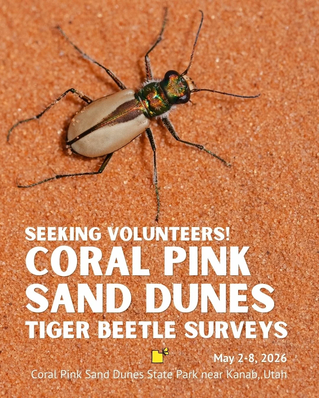 Utah&rsquo;s Rare Insect Conservation Program is recruiting volunteers to help survey for tiger beetles at Coral Pink Sand Dunes State Park! These surveys contribute vital information about the Coral Pink Sand Dunes tiger beetle (Cicindela albissima)