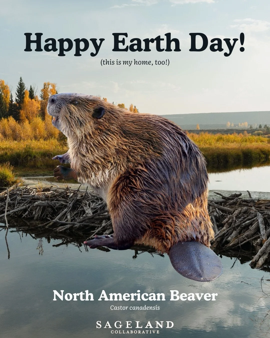 Happy Earth Day, earthlings! 🌎🧡

Today, we hope you remember all the incredible species that we share this incredible home with. From beavers to pronghorn, frogs to butterflies &mdash; this Earth is for all of us.