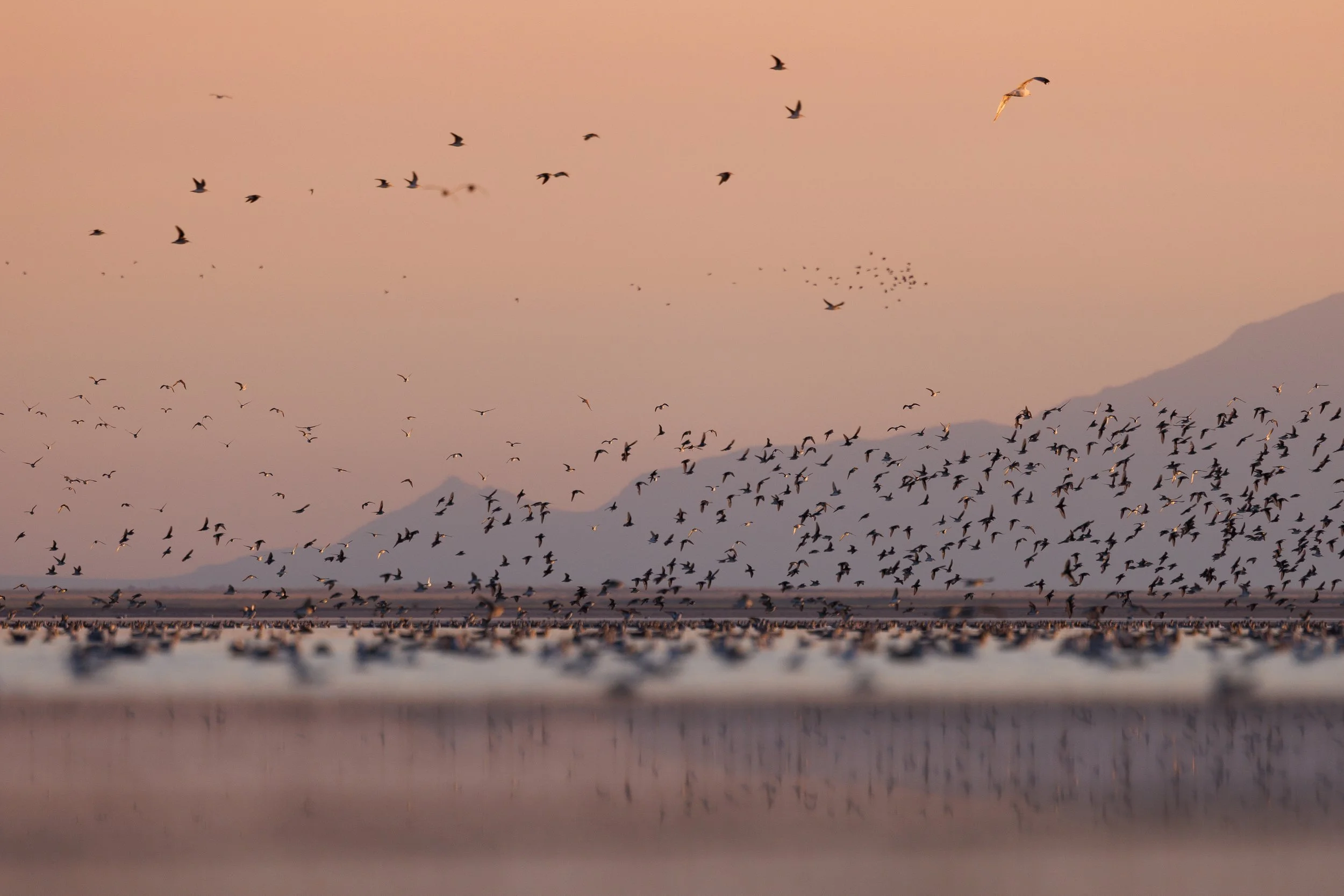 080325 - Antelope Island Causeway © Janice Gardner_Sageland Collaborative.jpg