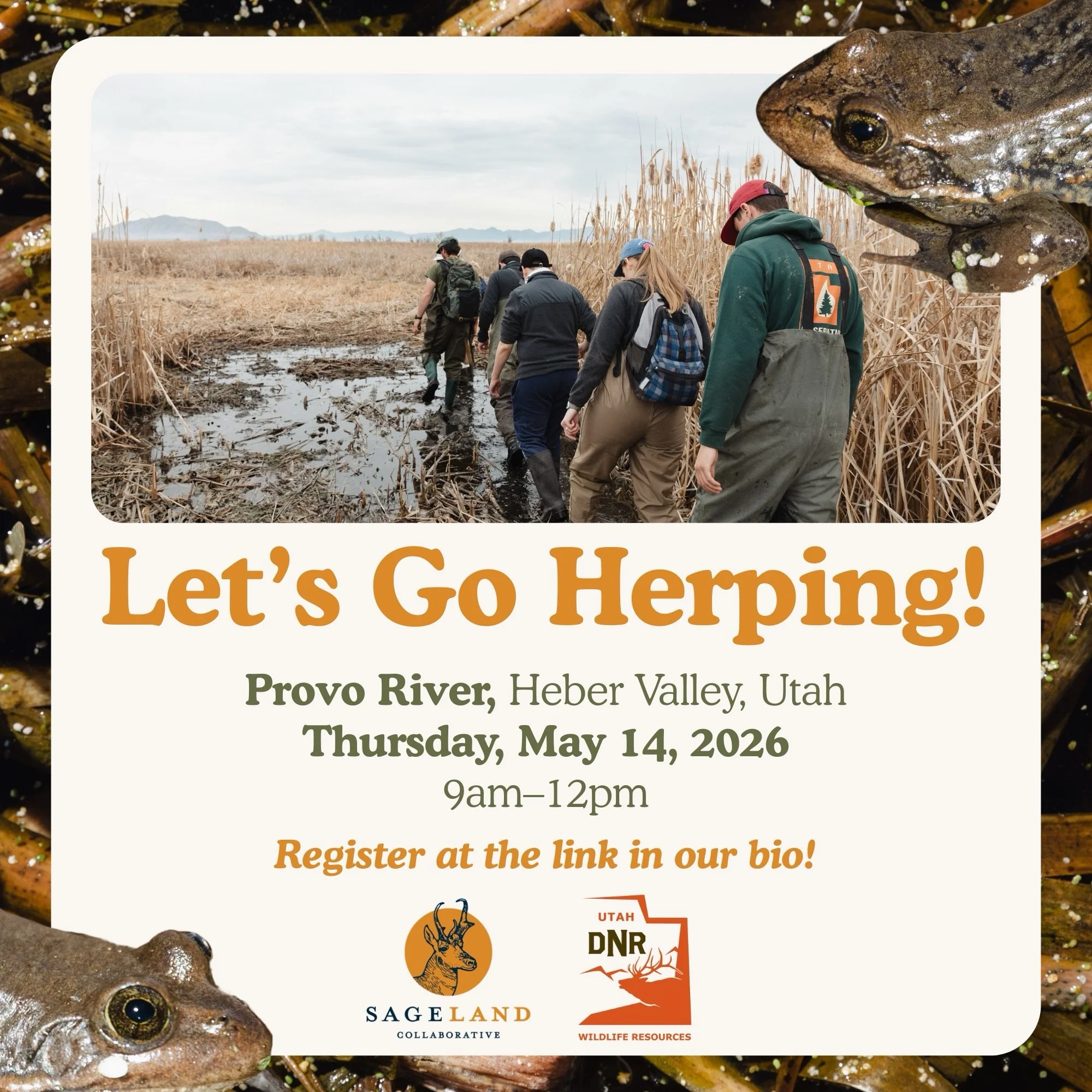 Interested in getting involved in amphibian and reptile conservation in Utah, but unsure how to get started? 🐸🧡

We&rsquo;re looking for volunteers to join us and our partners at @utahdwr on Thursday, May 14th to survey for Columbia spotted frogs a