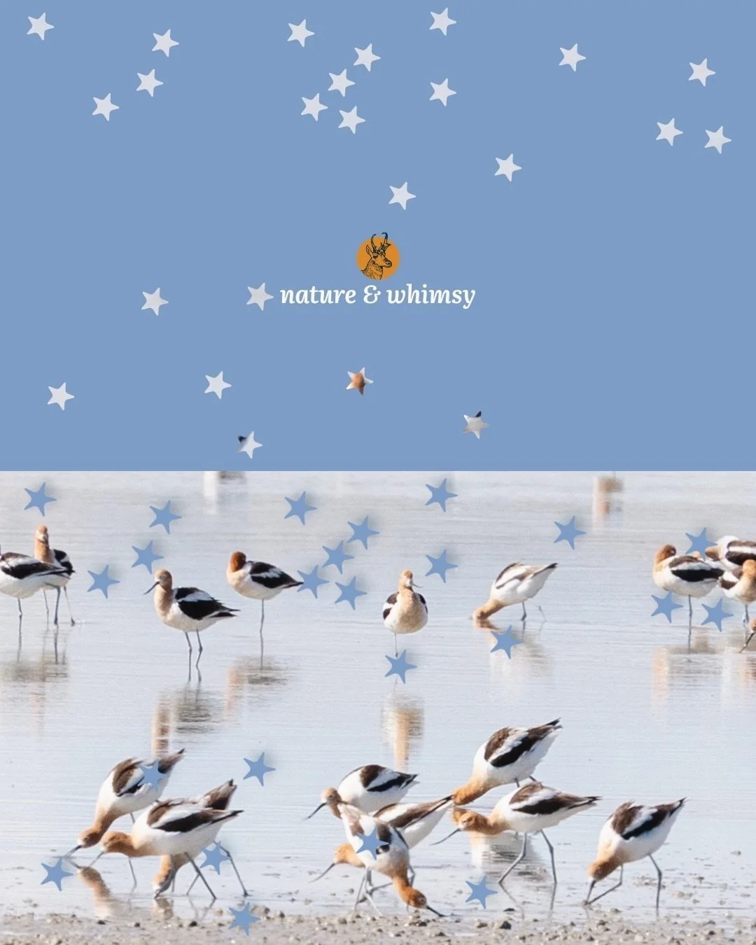 🦋🐸🧡🐝🦫

wishing you a weekend full of wildlife, whimsy, and wonder