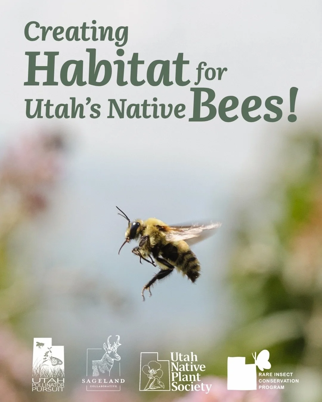 Happy World Bee Day! 🐝🧡

Utah is home to over 1,100 native bee species &ndash; from fuzzy bumble bees to teeny tiny fairy bees, these incredibly diverse insects are not only super cool, cute, fascinating, etc. etc. but they&rsquo;re also important 