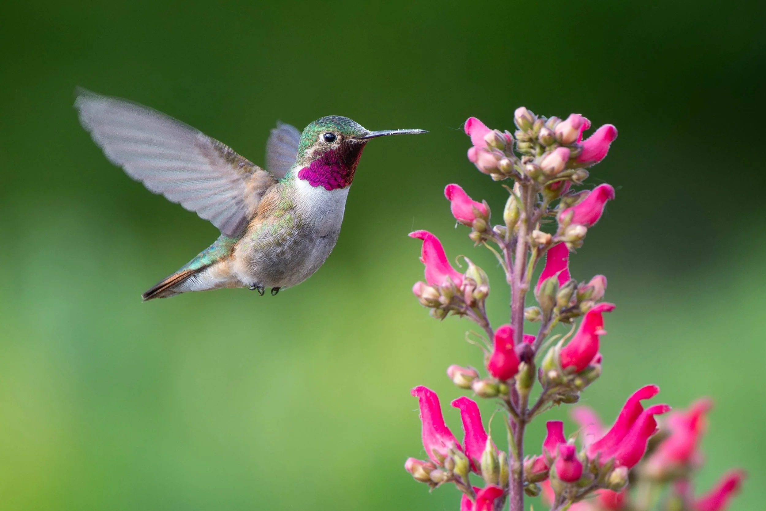 It&rsquo;s June, and we are officially in the thick of field season!

Here&rsquo;s where you can find us this month:

🦋 June 10 - Pollinator Surveys at Parley&rsquo;s Creek
🌱 June 12 - Wuda Ogwa volunteer day
🦋 June 23 - Pollinator Surveys at Red 