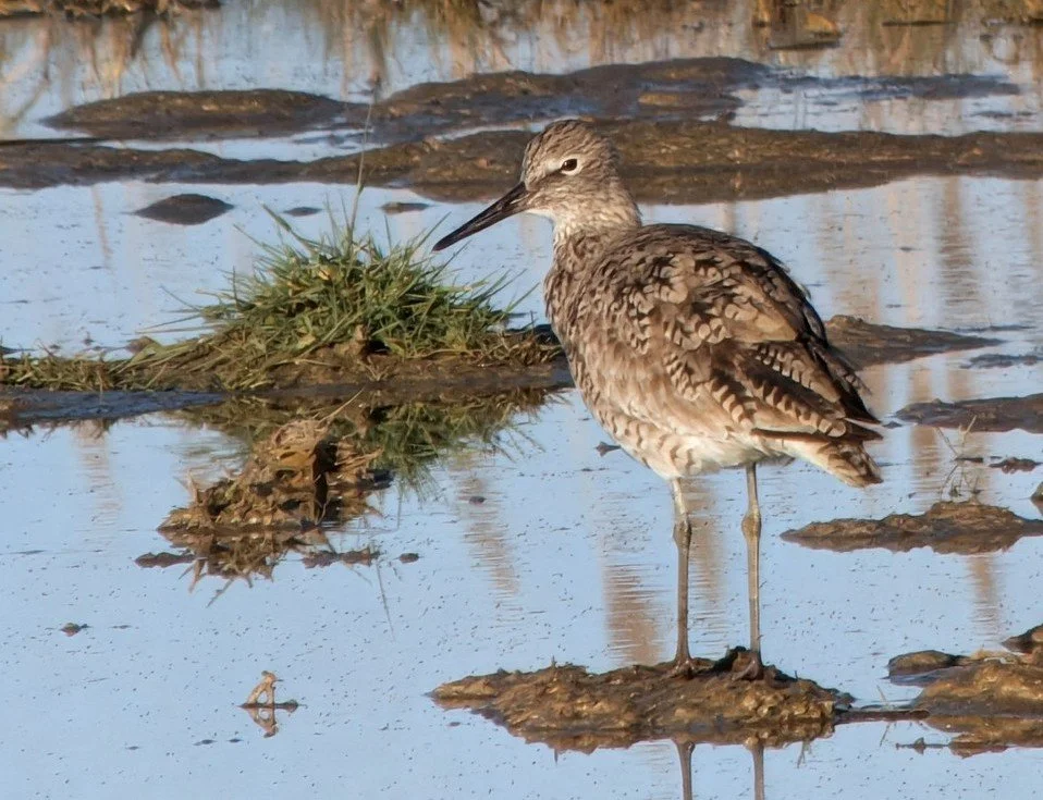 Howard Slough WMA - Willet © Kristen Purdy.jpg