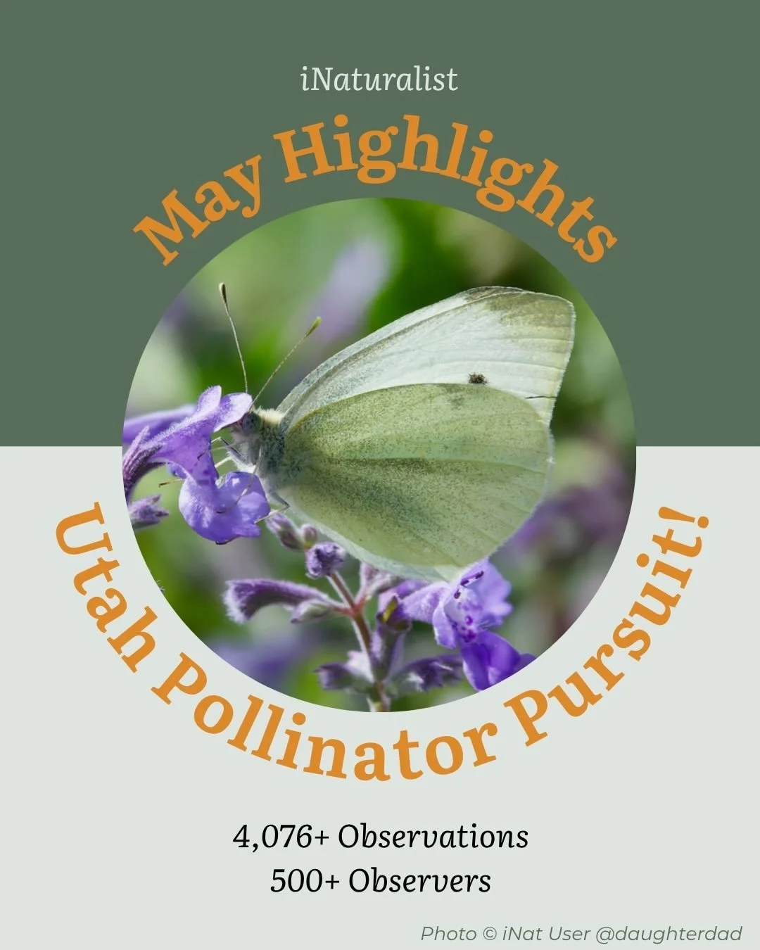 May was a buzz-y month! 🐝

We are well into pollinator season, with the full month of great activity! Ya&rsquo;ll noticed, logging an outstanding 4,076+ pollinator observations across the state! For reference, last May we had half as many observatio