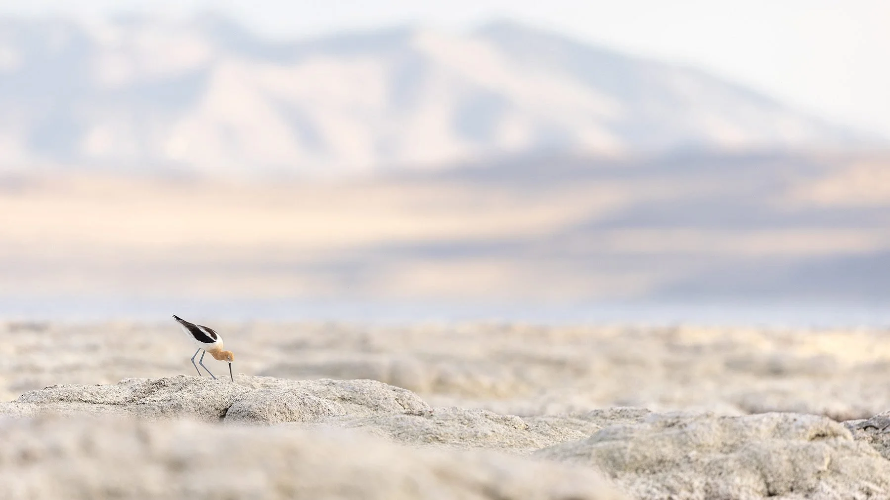 Dry Times at Utah’s Great Salt Lake Threaten a Crucial Migratory Stopover