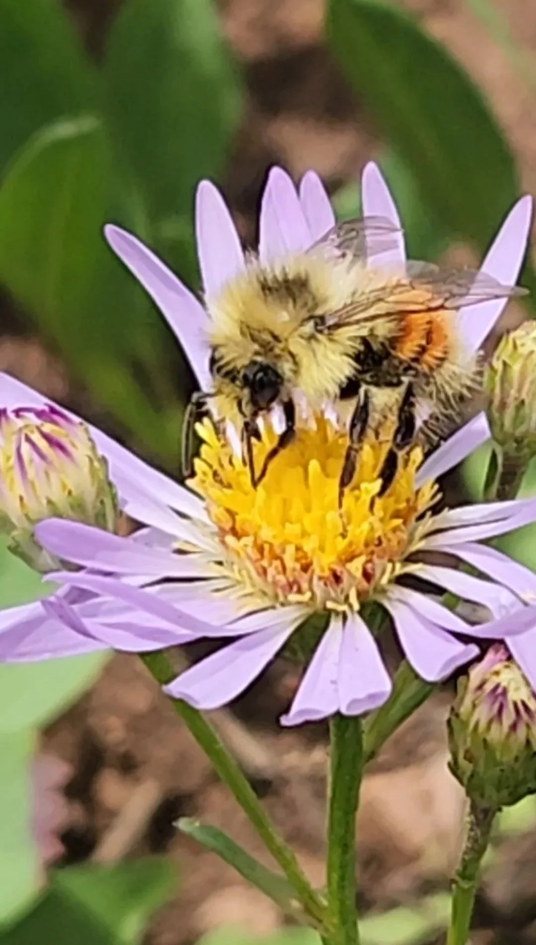 Alyssa+Sawchuk+-+1+-+Bombus+sylvicola+on+a+symphyotrichum.+%28On+a+bumble+bee+survey+in+the+Uintas%29.jpg
