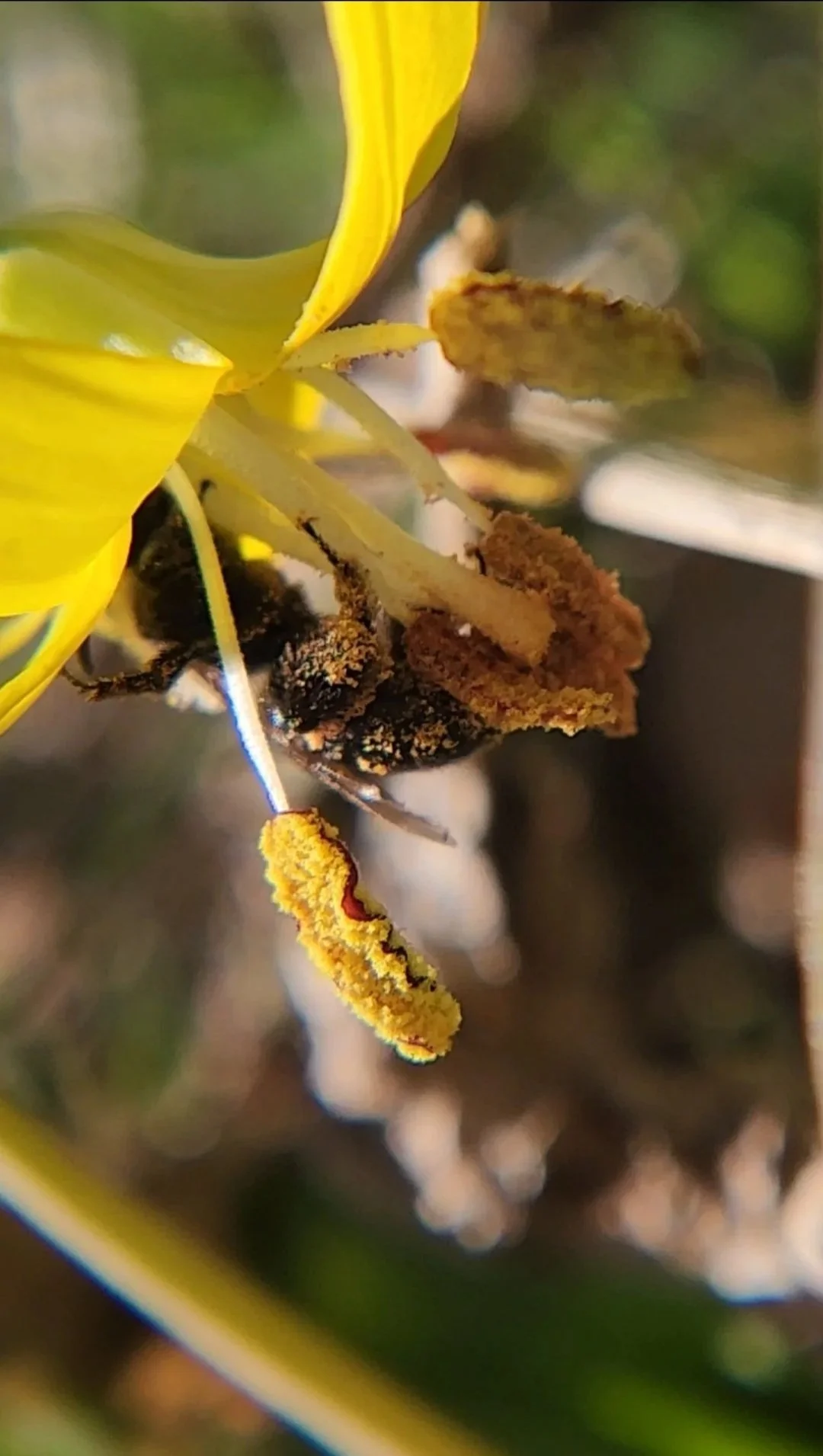Alyssa+Sawchuk+-+2+-+Andrena+bee+on+a+glacier+lily.+I+rly+like+how+u+can+see+the+pollen+grains+falling+off+the+flower.+%28A+solo+pollinator+survey+on+the+Bonneville+Shoreline+Trail%29.jpg