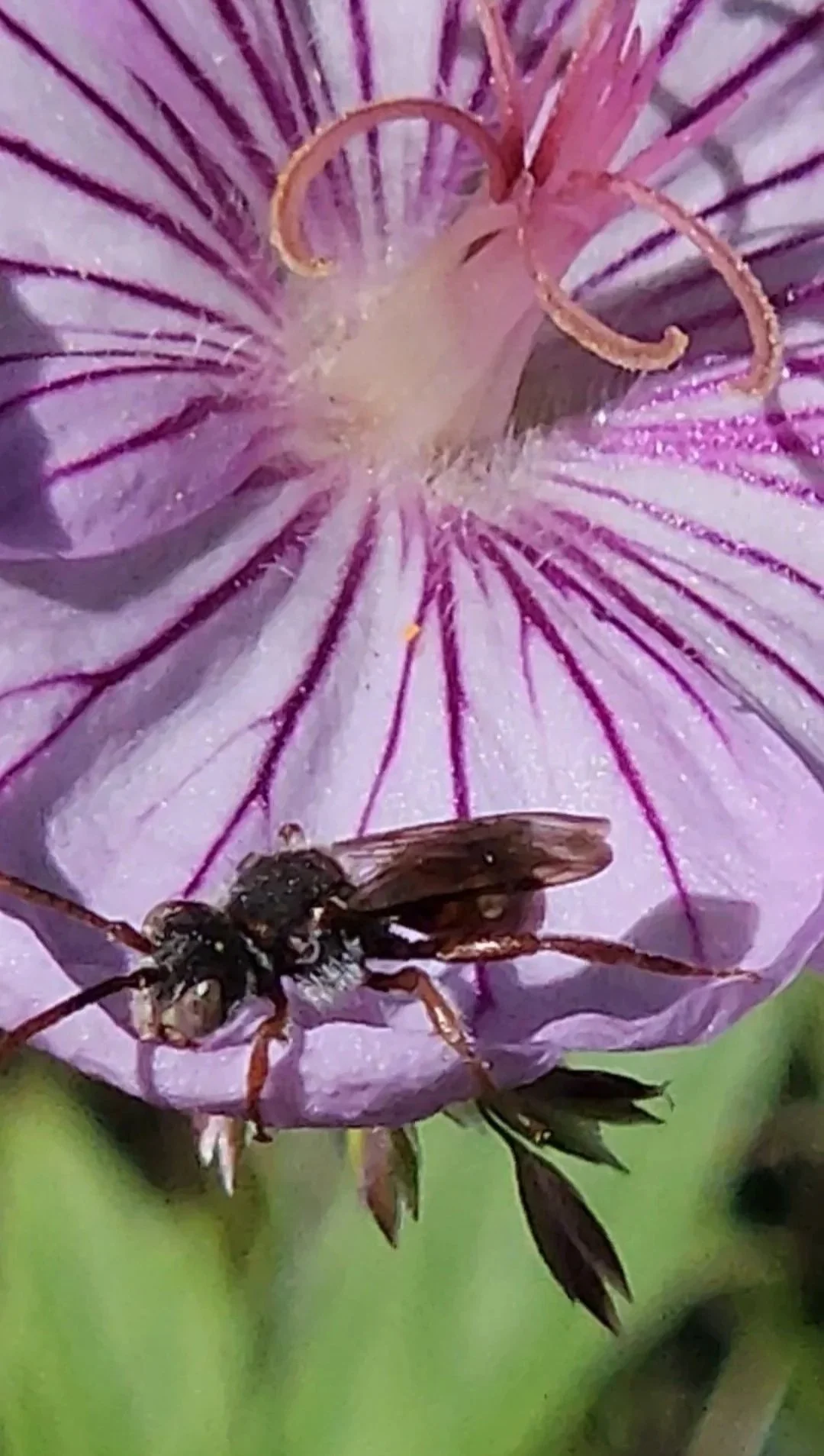Alyssa+Sawchuk+-+4+-+Nomada+maculata+%28parasitic+bee%29+on+a+Geranium+%28in+parleys+canyon+taken+during+a+pollinator+survey+with+sageland%29.jpg
