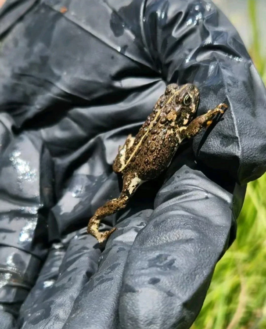 Alyssa+Sawchuk+-+5+-+A+boreal+toad+found+on+a+survey+with+hogle+zoo+%28technically+this+photo+is+from+last+summer+but+I+did+go+surveying+for+toads+and+other+herps+this+summer+as+well%29.jpg