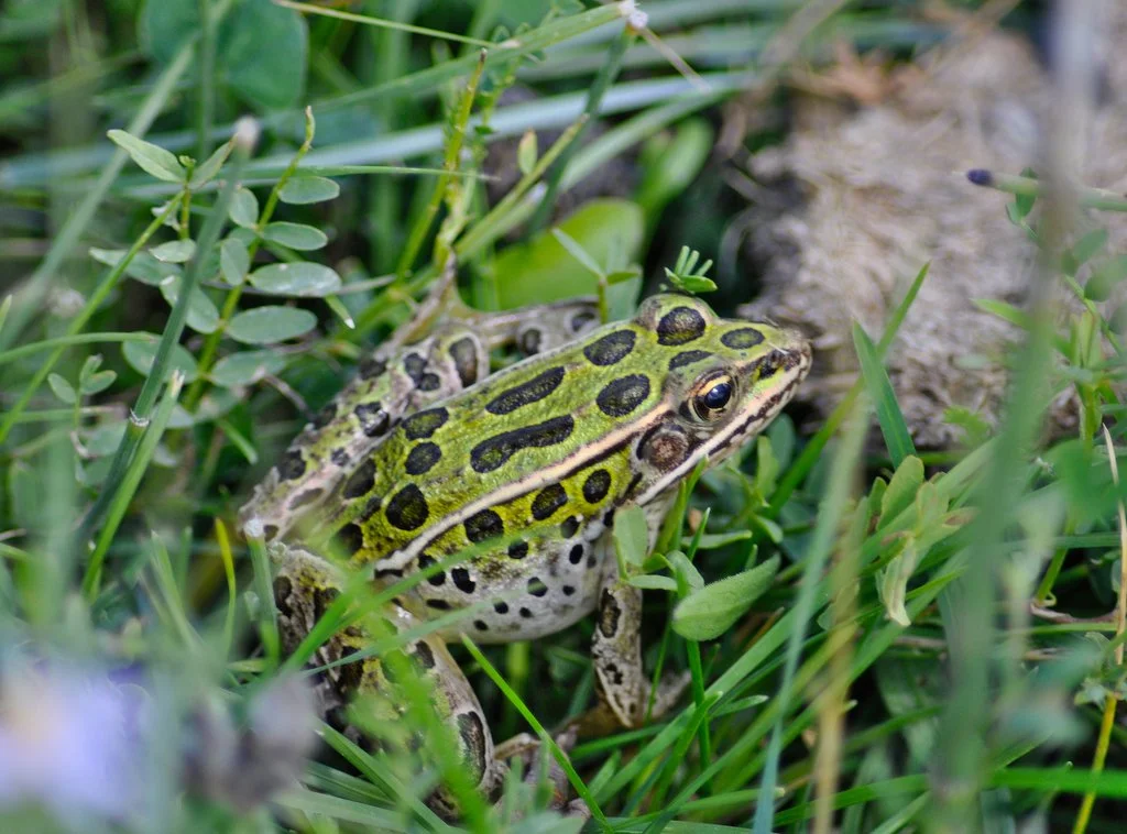 Northern leopard frog © Caleb Stroh