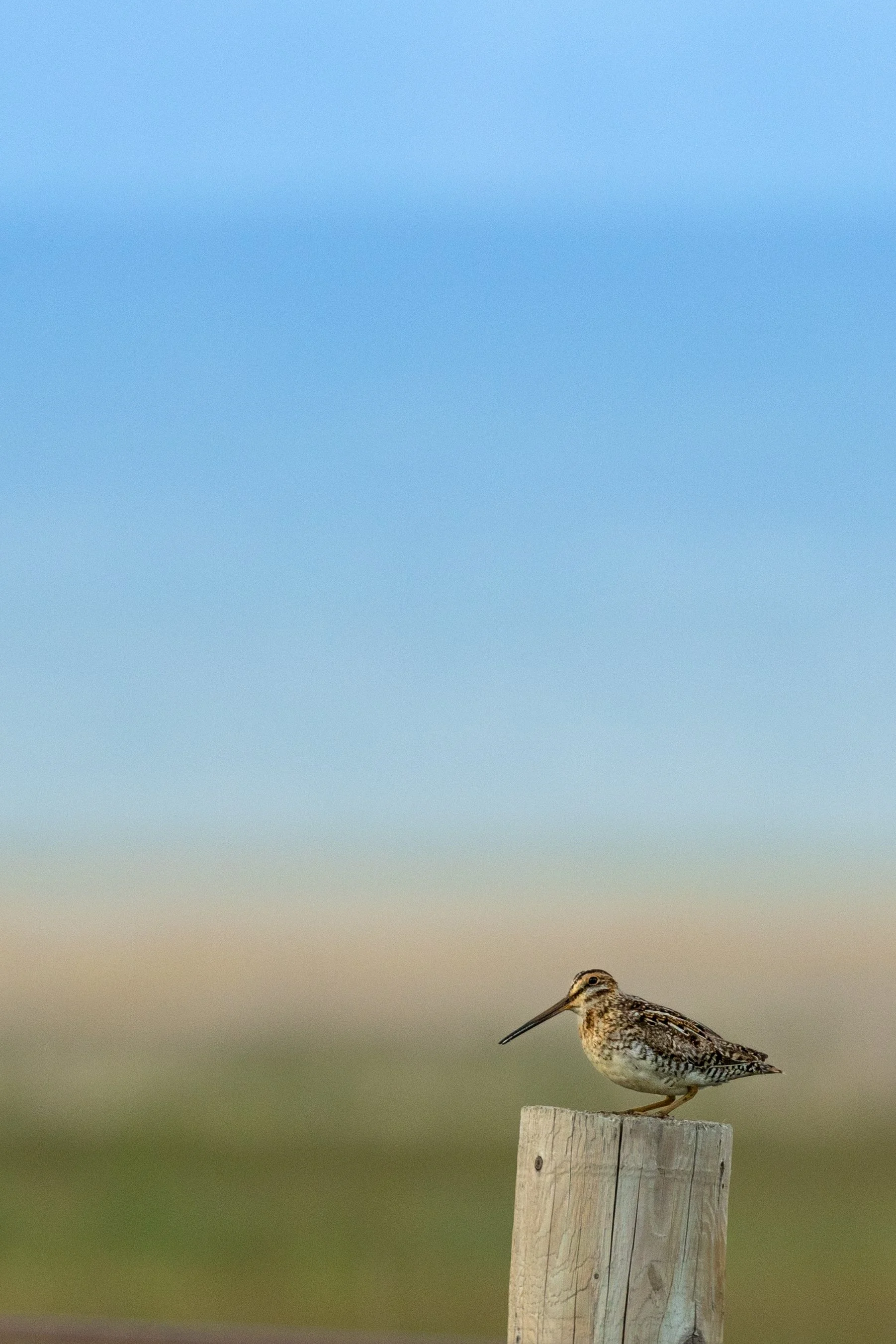 Migratory Shorebird Survey — Sageland Collaborative