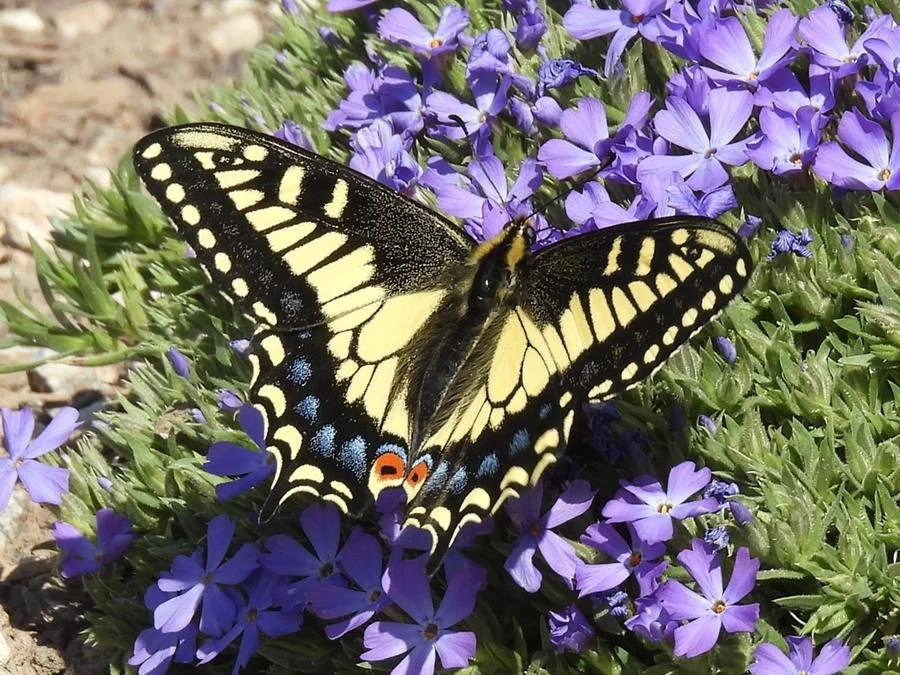 Native Plants & Pollinators — Sageland Collaborative