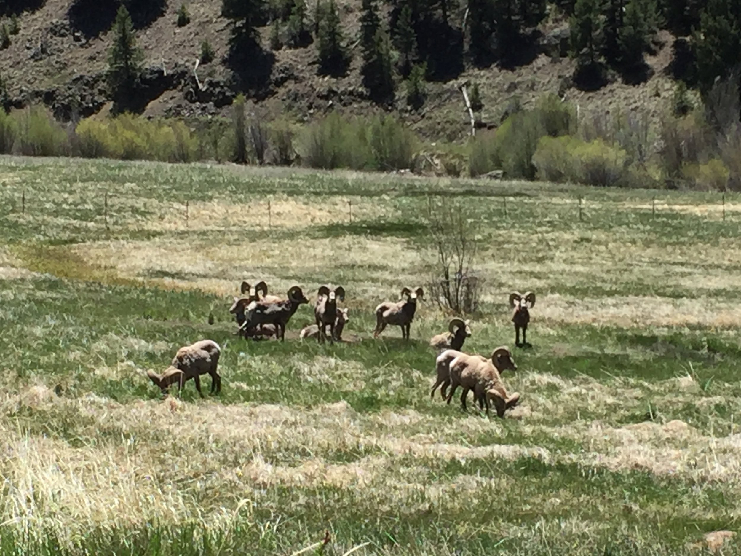 bighorn sheep.jpg