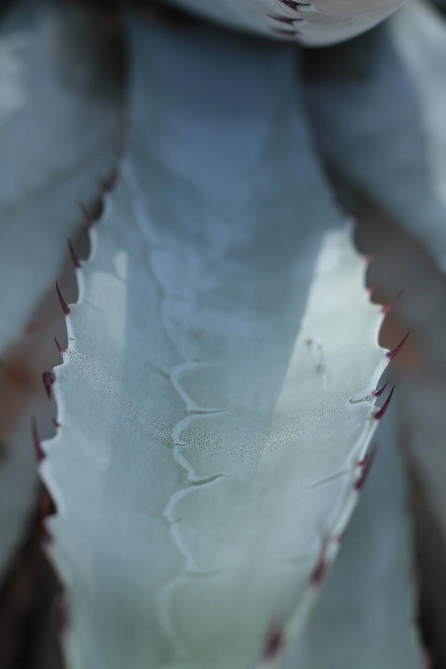 Phoenix Botanical Gardens