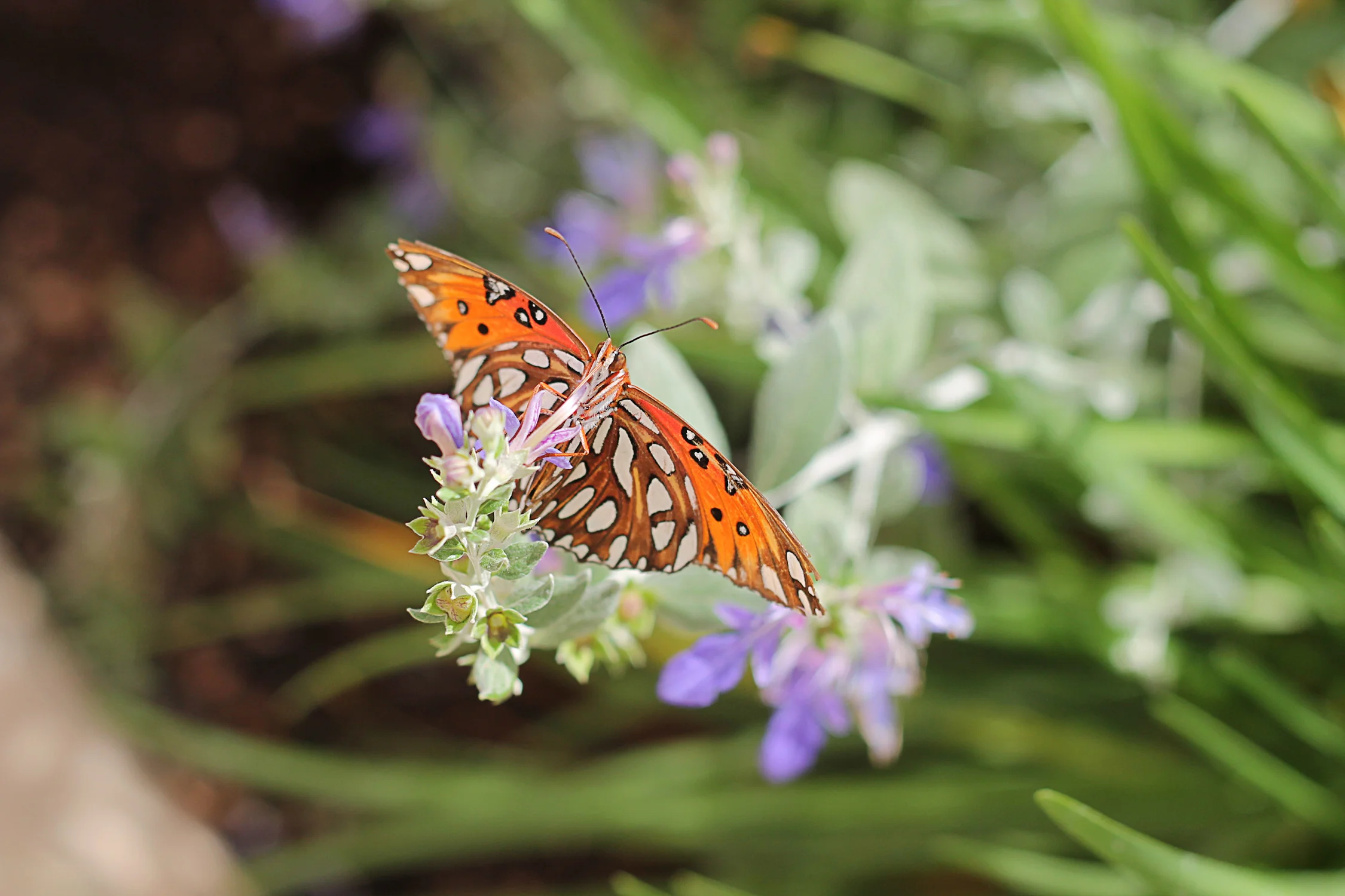 Phoenix Adventures - Butterfly Pavilion