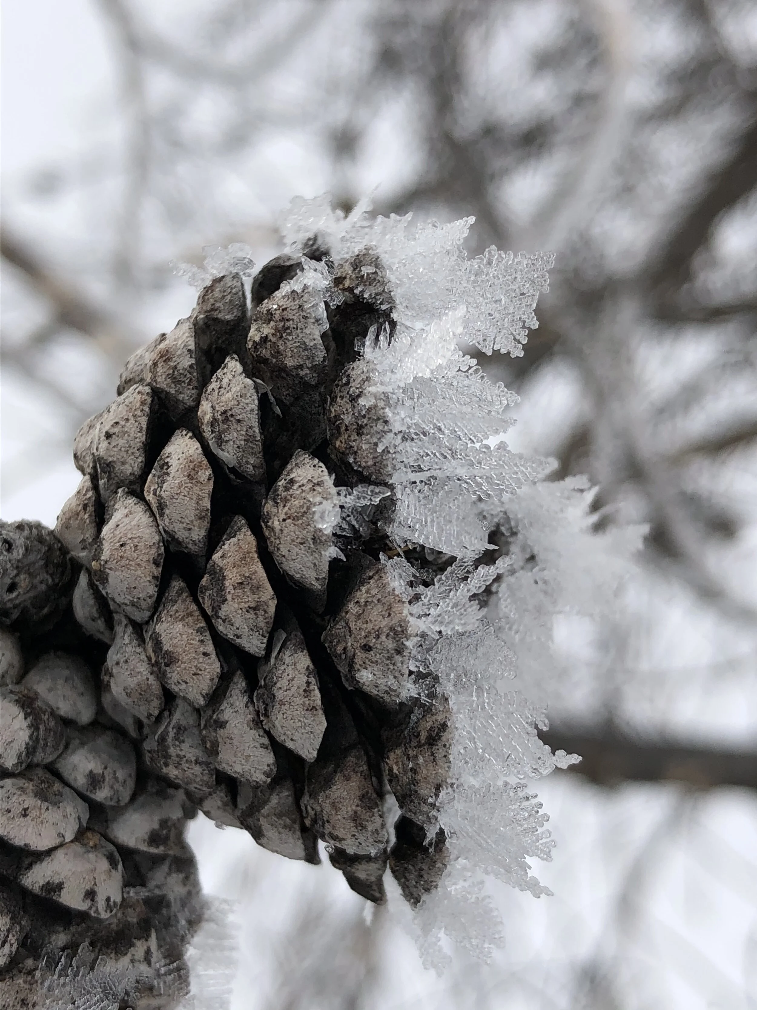 Snowshoeing Rabbit Ear Pass