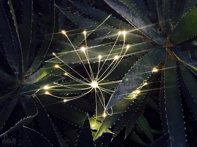 Desert Botanical Garden - After Sunset