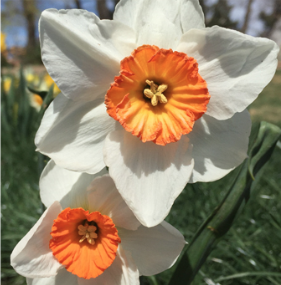 April Flowers Bring May Showers