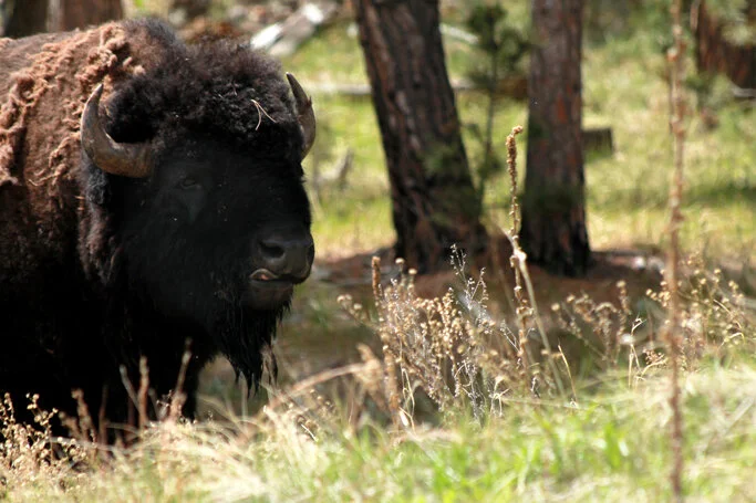 South Dakota Road Trip - Black Hills &amp; Heading Home