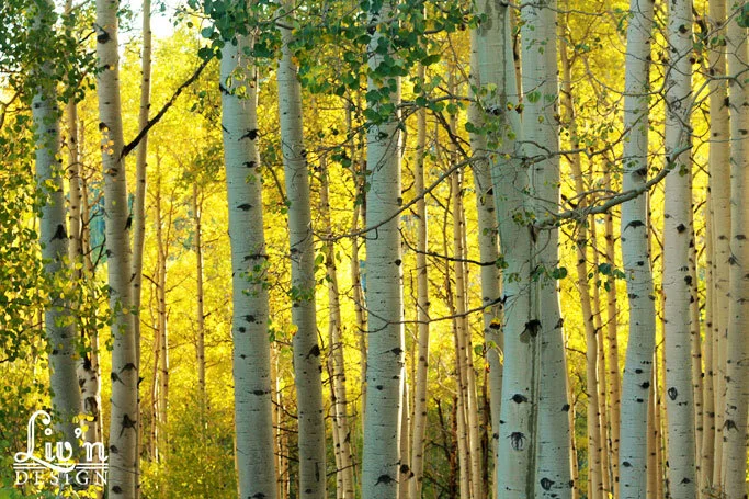 Telluride, Co - Trip w/Noel