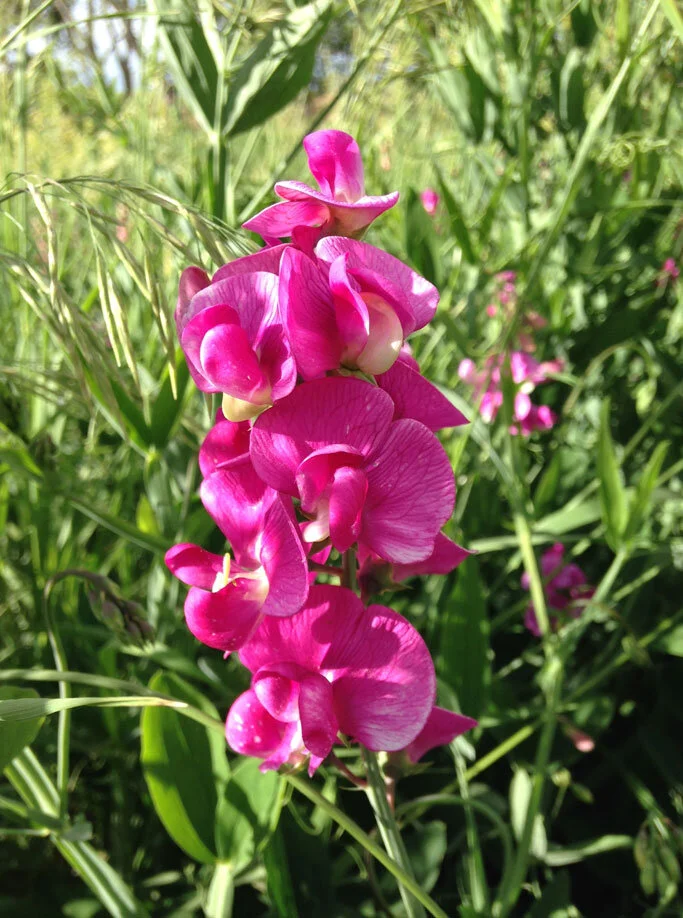 Summer Hiking in Boulder