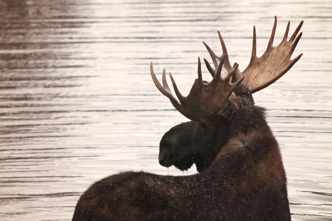 Moose Hunting - With Cameras, Not Guns