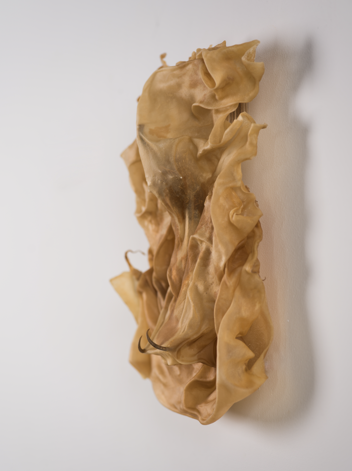 The Skin Remembered its Opening