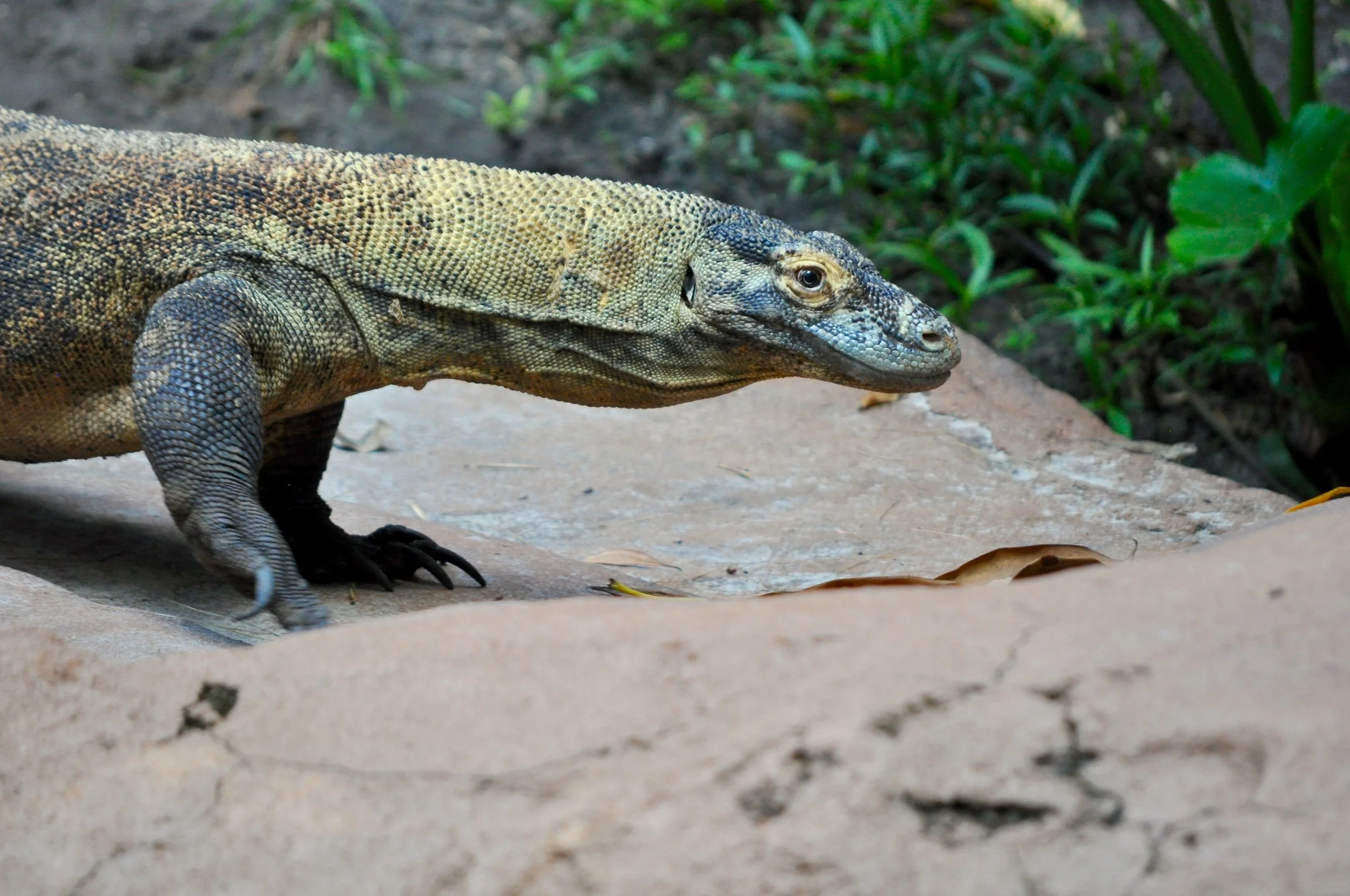 Komodo 4.jpg