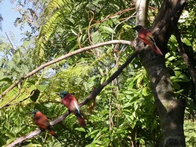 AV_blue-throated_carmine_bee-eater_training_2c_05_20dec03.jpg