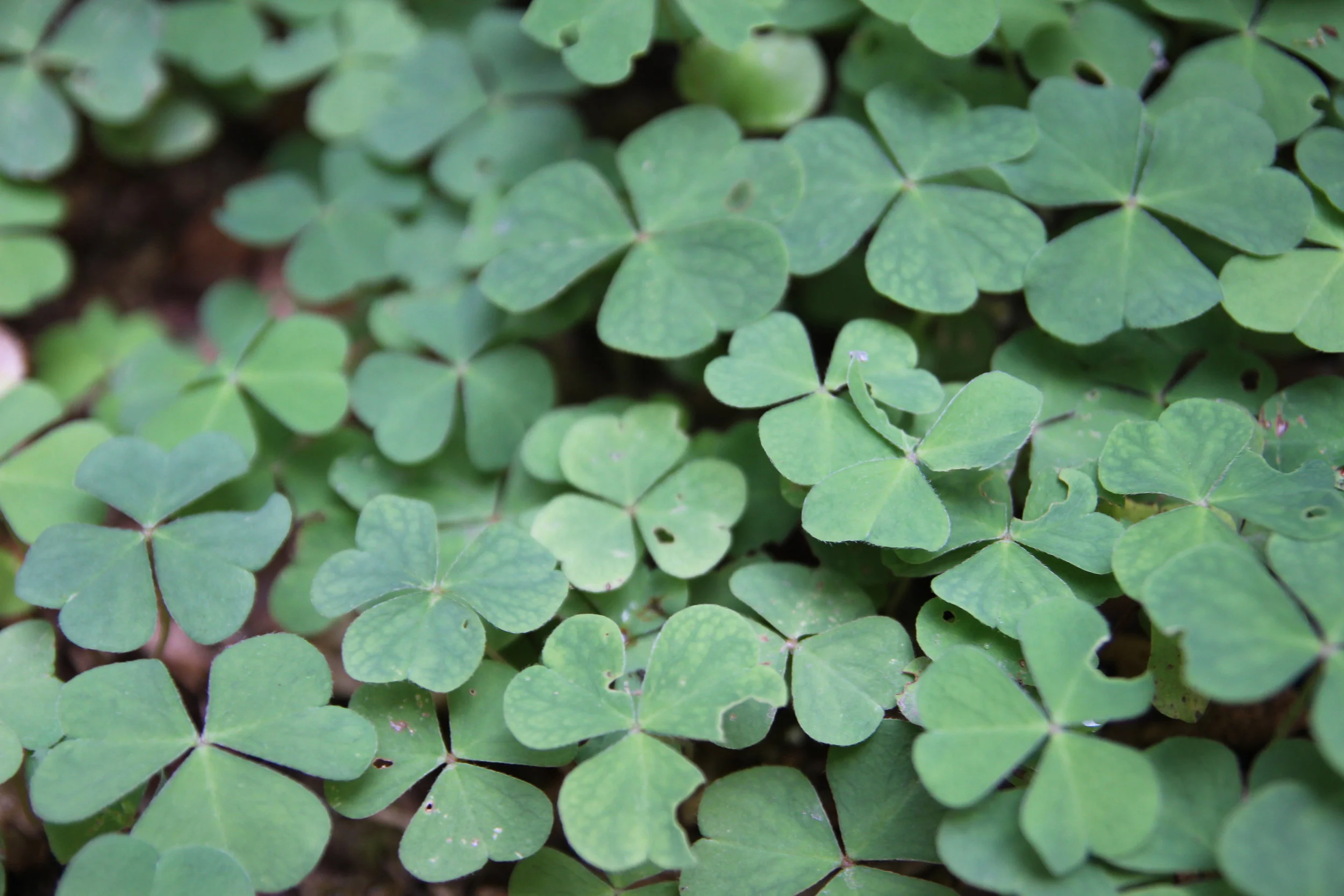 OlympicNP_Oxalis.JPG