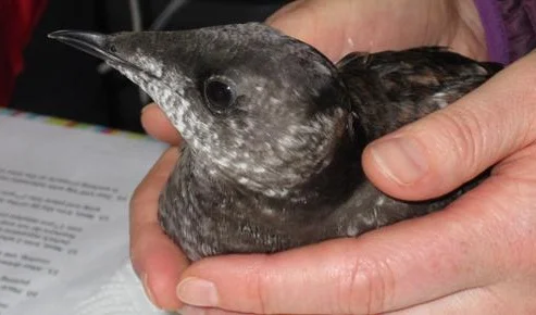 Banner1_Murrelet.jpg