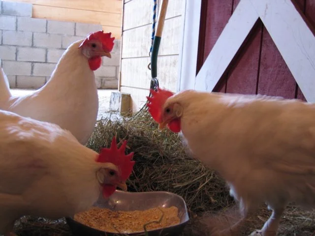 Three Chickens in BarnSM.JPG