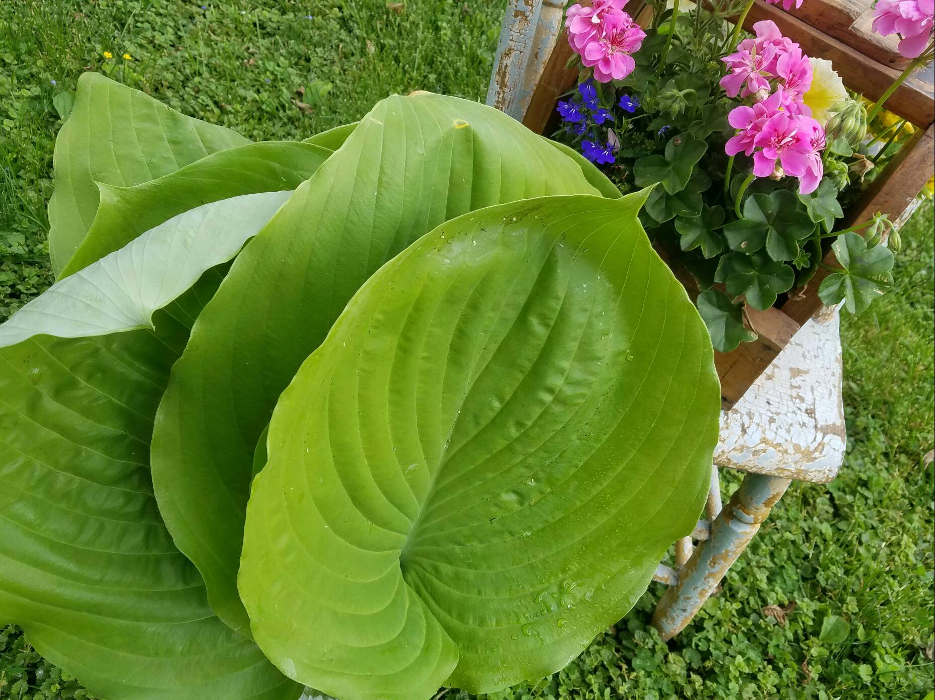 REAL PLANT MATERIAL PROVIDES FORM TO MY BOTANICAL, HAND BUILT POTTERY.