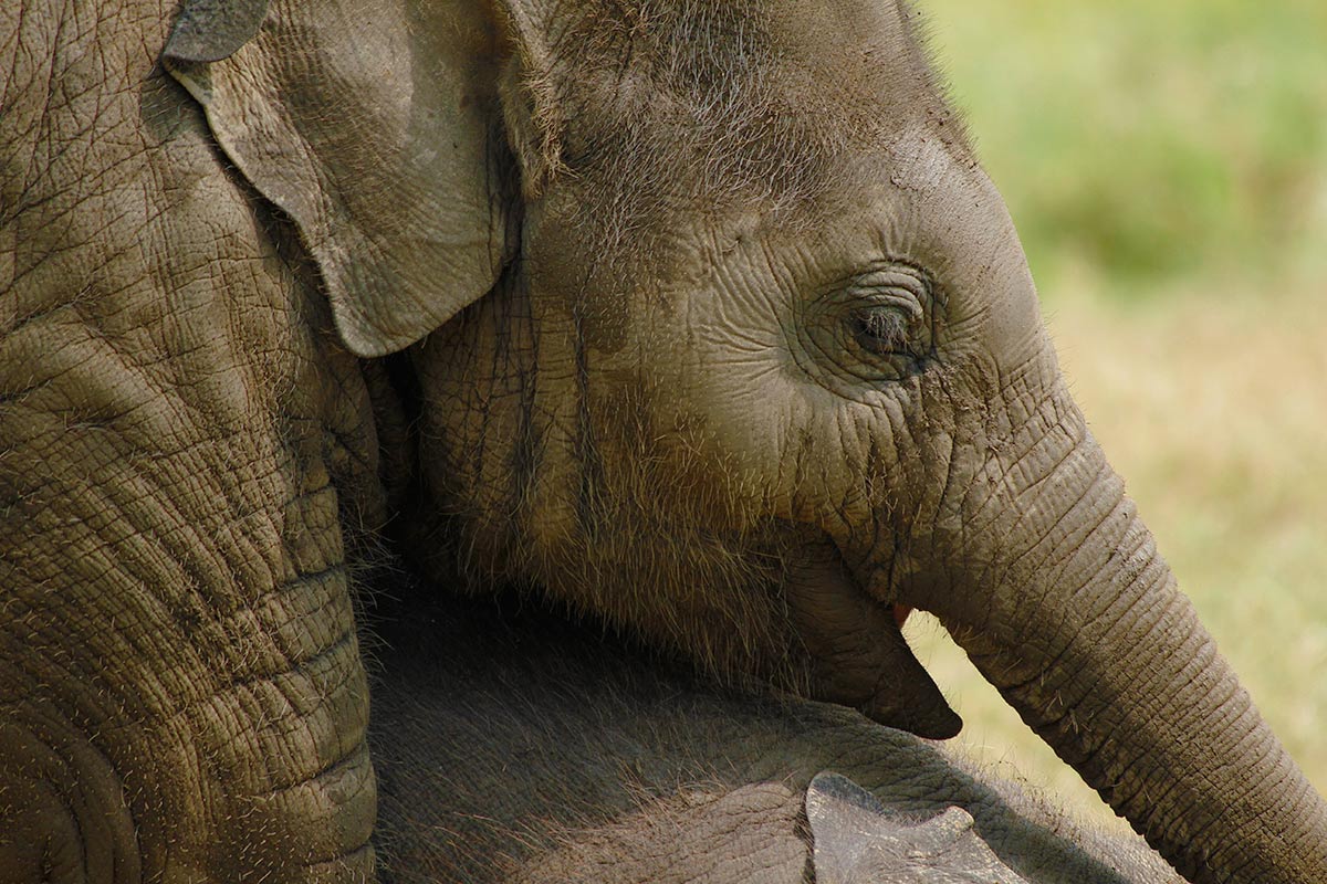 WED baby elephant.jpg